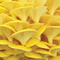 Champignon Pleurote jaune