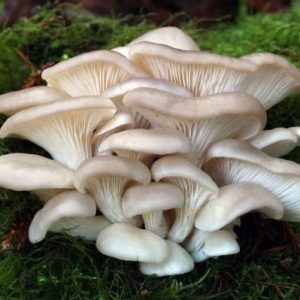 Champignon Pleurote grise